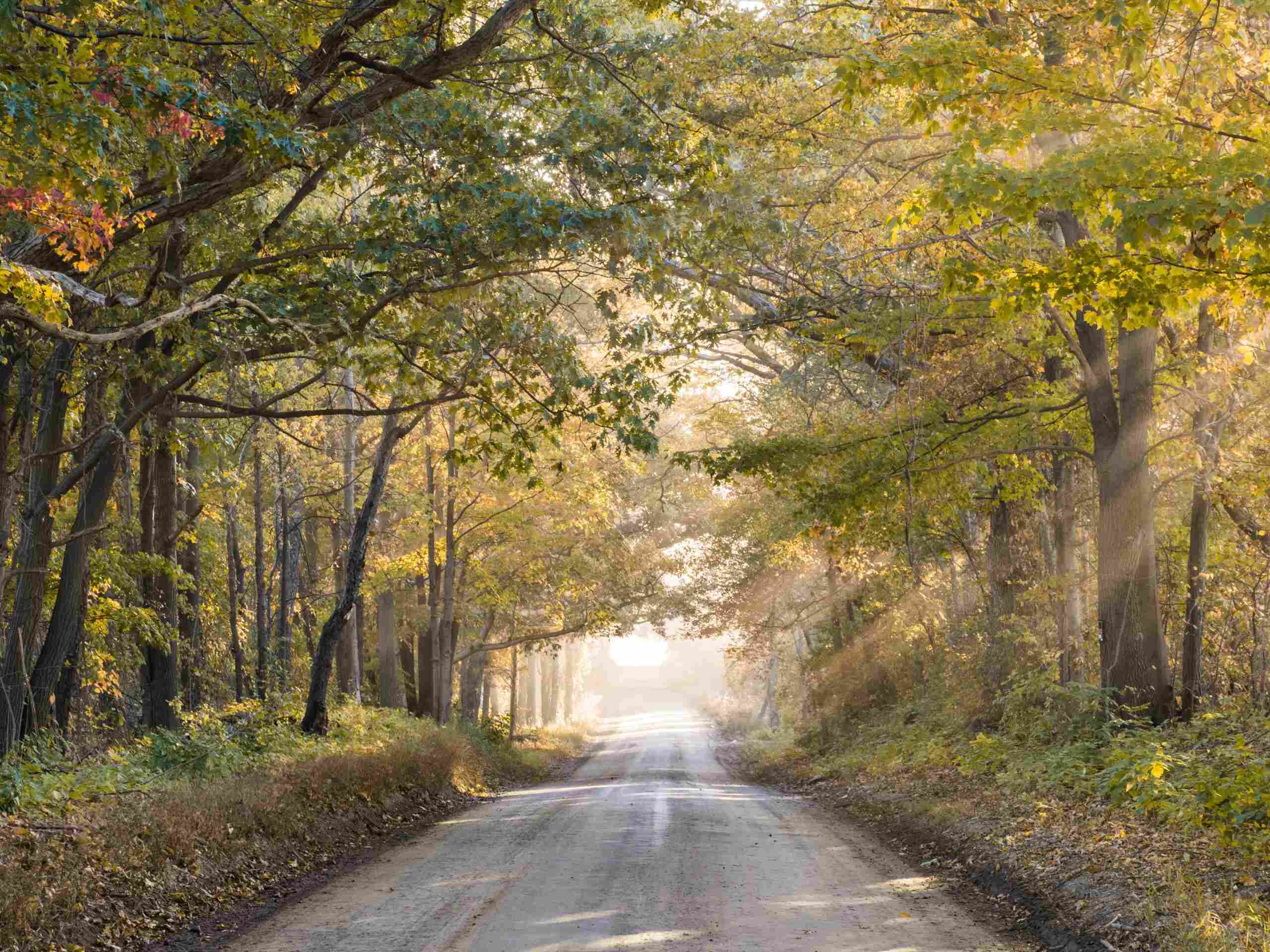 an empty road and trees around it in the Fall