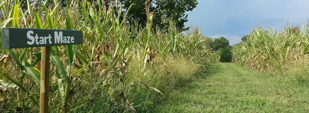 Start Area of the Corn Maze
