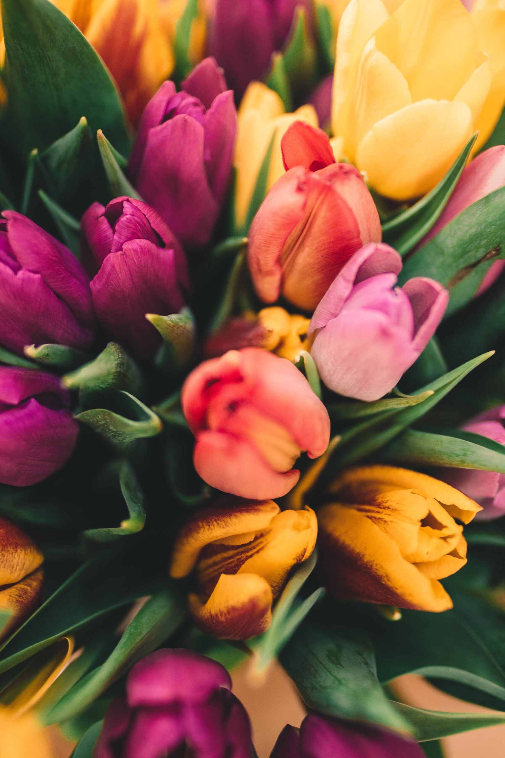 Close-up of Bunch of tulips
